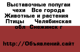 Выставочные попугаи чехи - Все города Животные и растения » Птицы   . Челябинская обл.,Снежинск г.